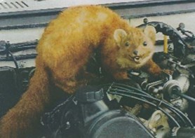 Marder.jpg